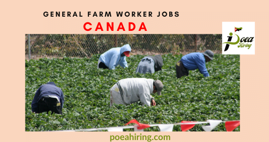 General Farm Worker Jobs (Agricultural jobs in Canada 2024) invited by the Leading Agriculture Company FOUR LEAF LANDSCAPING LTD in Canada.